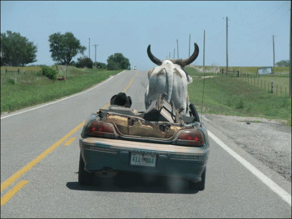 Bull-in-a-convertible